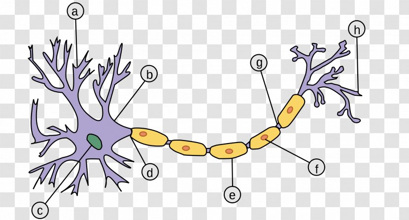 Sensory Neuron Axon Pseudounipolar Myelin - Neurons Transparent PNG