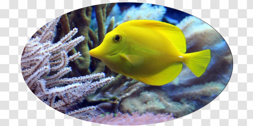 Sea Life Sunshine Coast Fish Hotel Public Aquarium - Queensland - Open Water Diver Transparent PNG