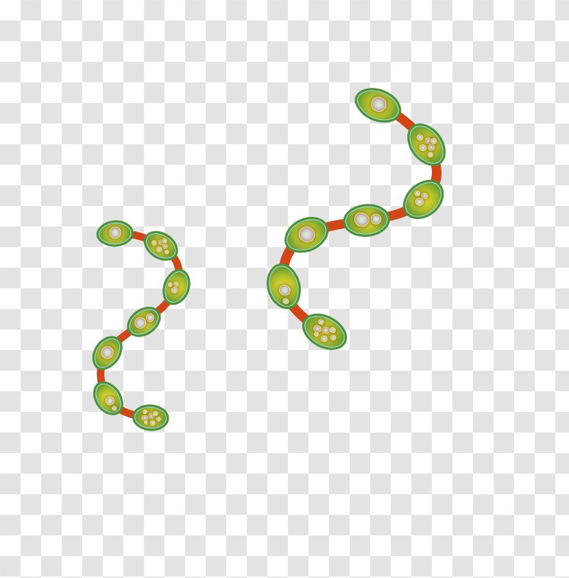 Euclidean Vector - Green - Flora Chain Transparent PNG