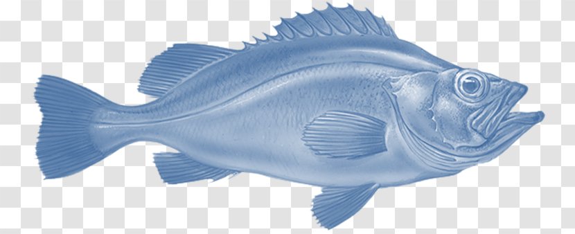 Rose Fish Northern Red Snapper Redfish Fishing - Rockfishes - Salmon Fillet Transparent PNG