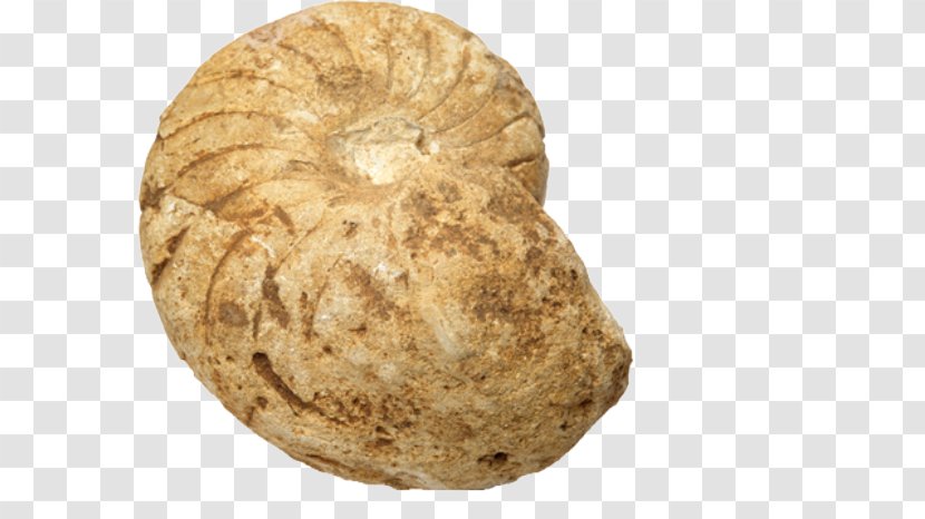 Fossil Rock Seashell Sea Snail - Nautilida - Conch Stone Transparent PNG