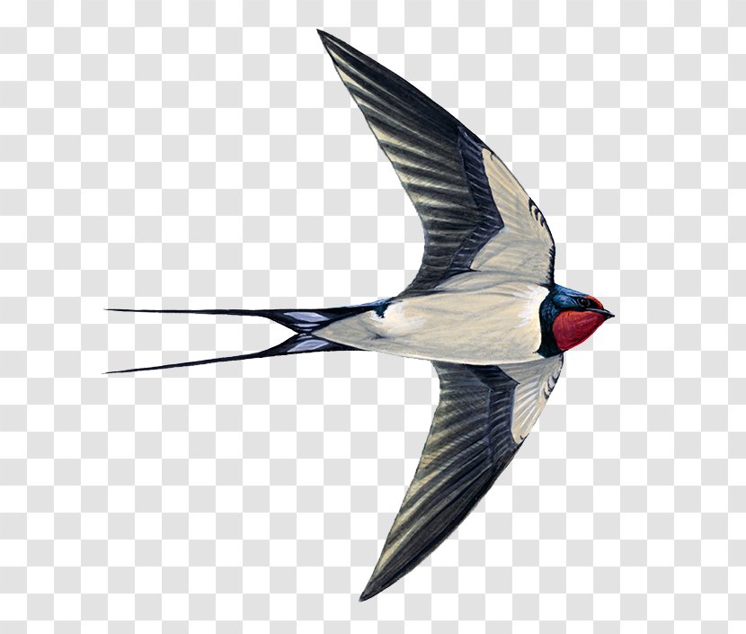 Edible Bird's Nest Swallow Swifts Common Swift - Ediblenest Swiftlet - Bird Transparent PNG