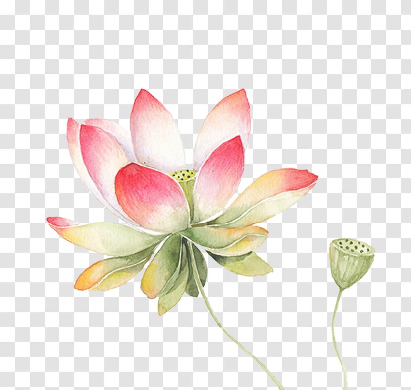 Nelumbo Nucifera Watercolor Painting Drawing Illustration - Water Lily - Meticulous Lotus Transparent PNG