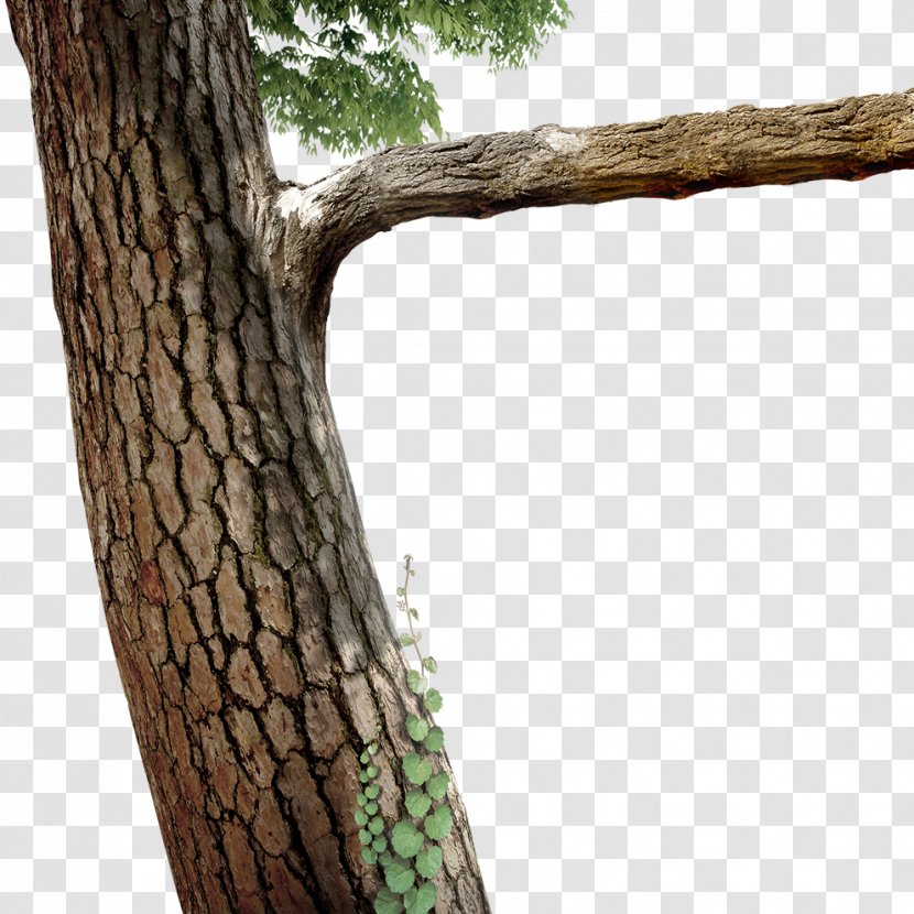 Tree Branch Twig - Trunk - Trees Transparent PNG