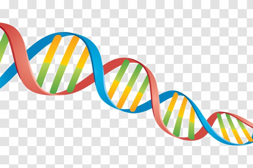 DNA Nucleic Acid Double Helix Clip Art Biology - Heredity - Dna Transparency And Translucency Transparent PNG