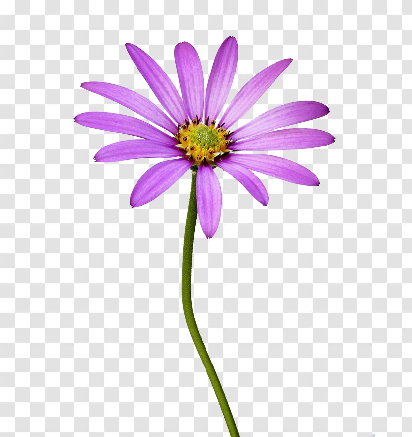 Common Daisy Stock Photography Flower - Magenta - South African Marigold High Definition Pictures Transparent PNG