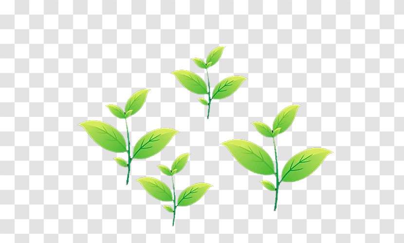 Tea Leaf Animation - Plant Stem - Cartoon Leaves Transparent PNG