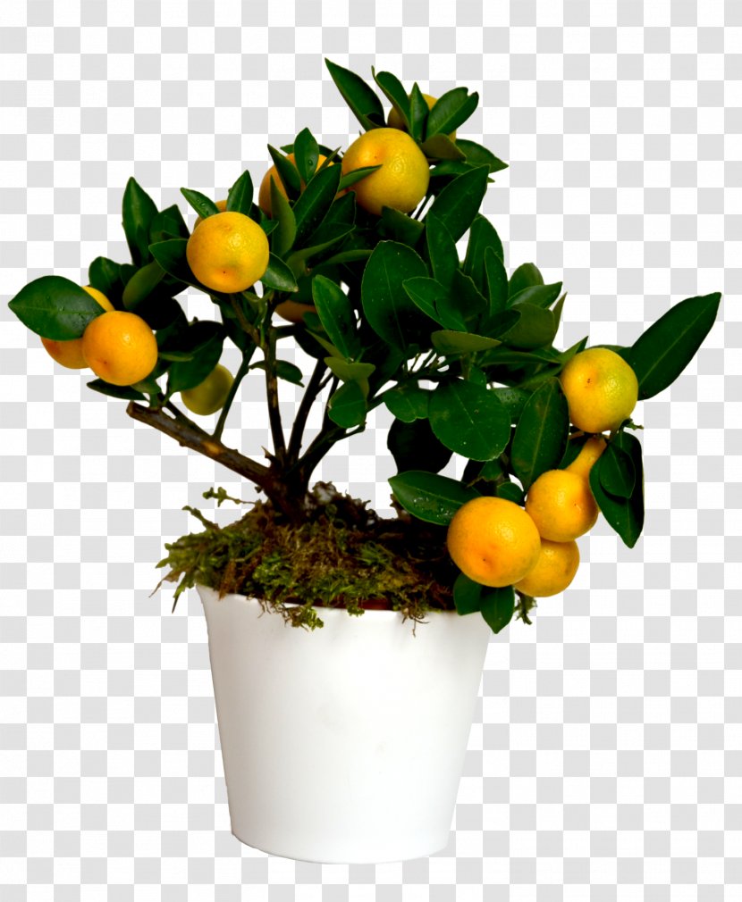Citrus Fruit Tree Seedling Transparent PNG