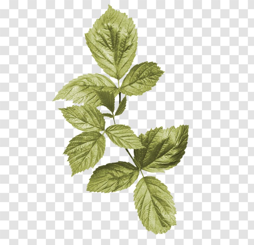 Leaf Flower Plant Stem Clip Art - Herb Transparent PNG