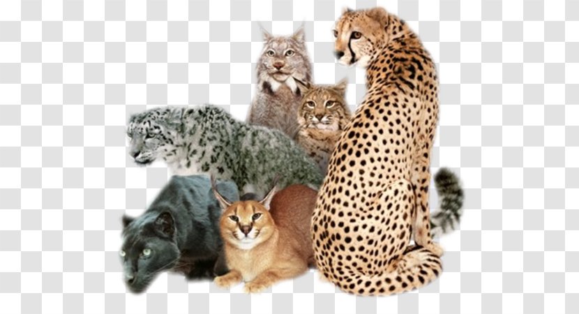 African Wildcat Cougar Felidae Leopard - Cat Transparent PNG