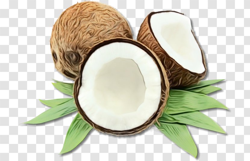 Coconut - Leaf - Plant Transparent PNG