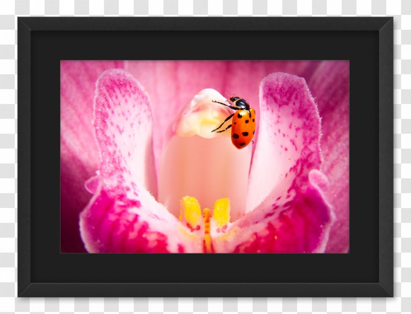 Insect Desktop Wallpaper Picture Frames Computer - Watercolor Transparent PNG