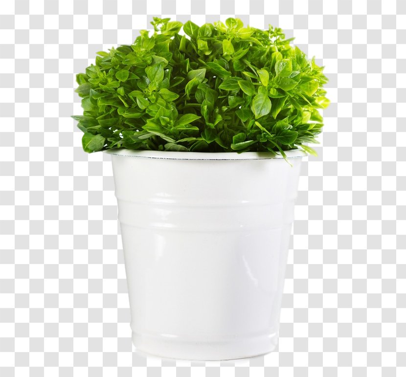 Basil Stock Photography Crock Flowerpot - Leaf Vegetable - Royaltyfree Transparent PNG