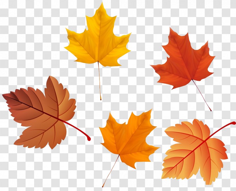 Maple Leaf Autumn Deciduous Transparent PNG
