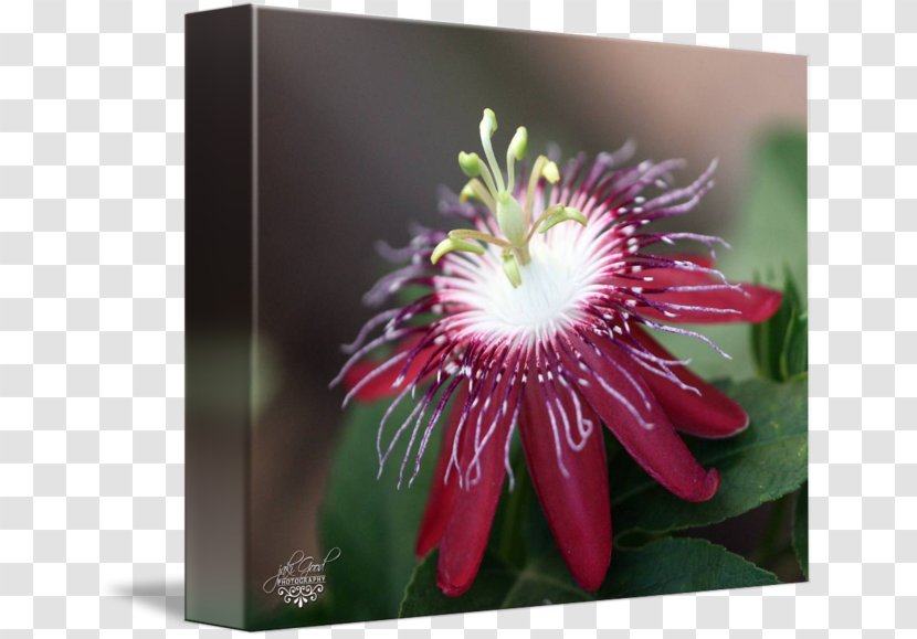 Passion Flower - Flora - Family Transparent PNG