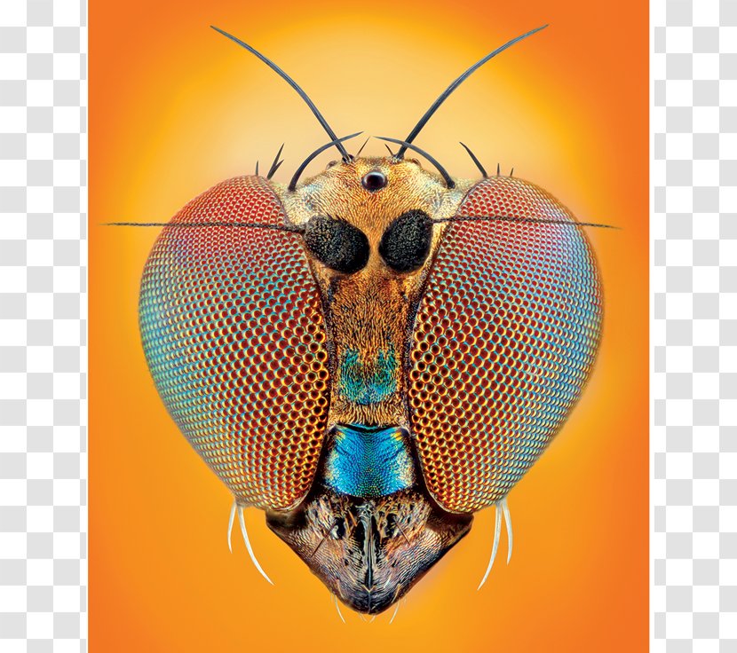 Bee Insect Macro Photography - Close Up - Star Light Transparent PNG