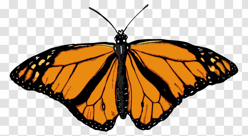 Monarch Butterfly Clip Art - Brush Footed - Image Transparent PNG