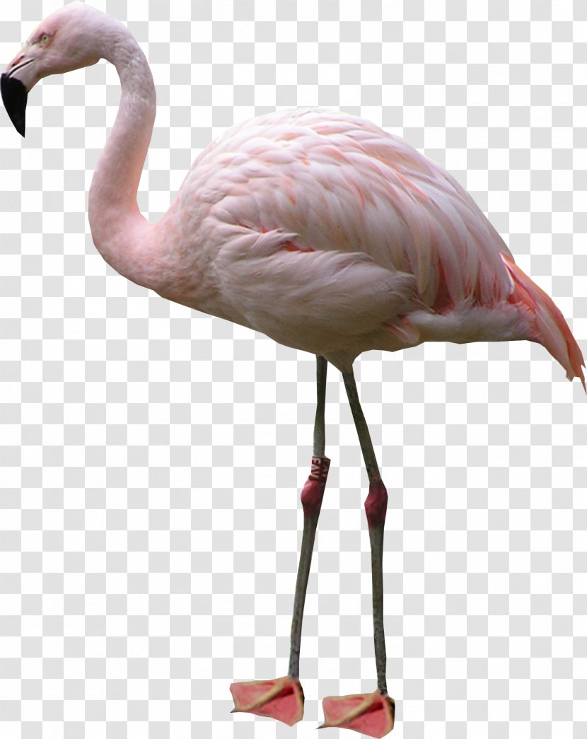 Flamingo Display Resolution Clip Art - Beak - Crane Transparent PNG