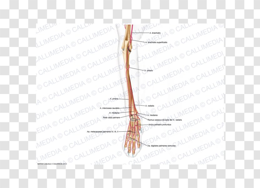 Finger Diagram Line Angle Joint - Frame Transparent PNG