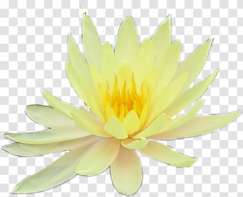 Nymphaea Nelumbo Petal Flower Clip Art - Wildflower - Yellow Aesthetic Transparent PNG