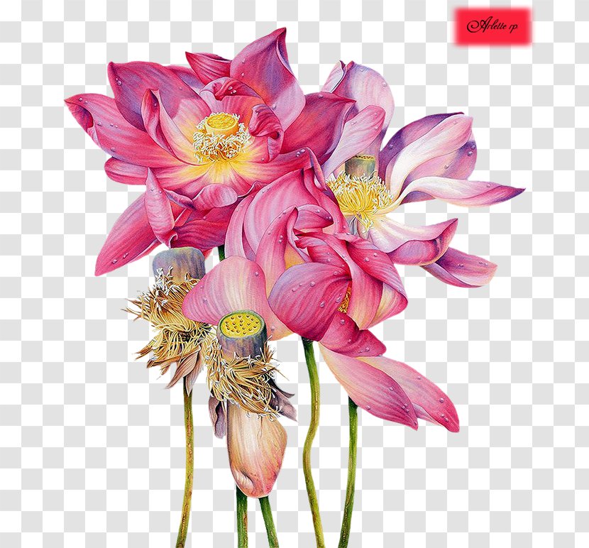 Sacred Lotus Watercolor Painting Artist Illustrator - Cut Flowers Transparent PNG