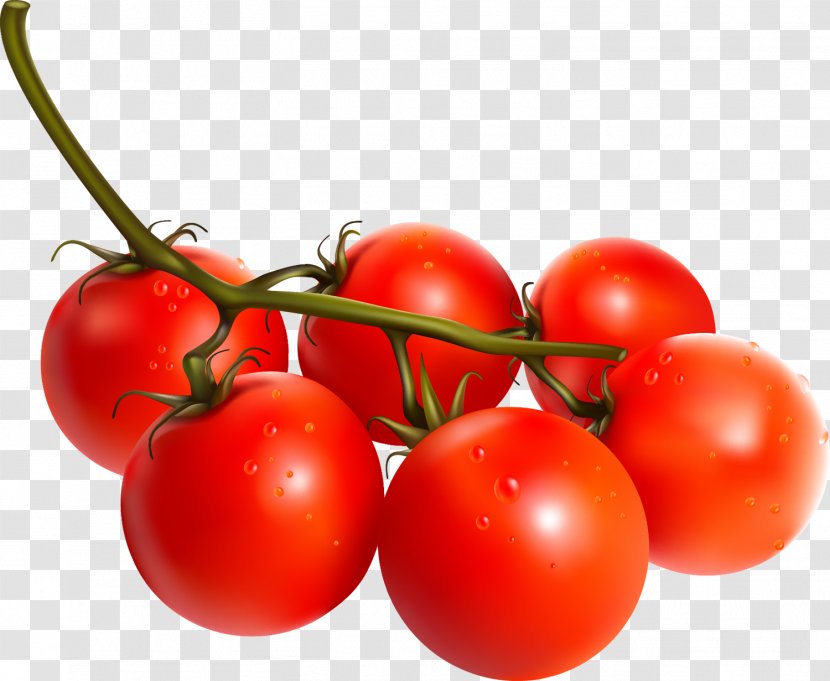 Plum Tomato Bush Vegetarian Cuisine Wheat Germ Oil Vegetable - Plant Transparent PNG