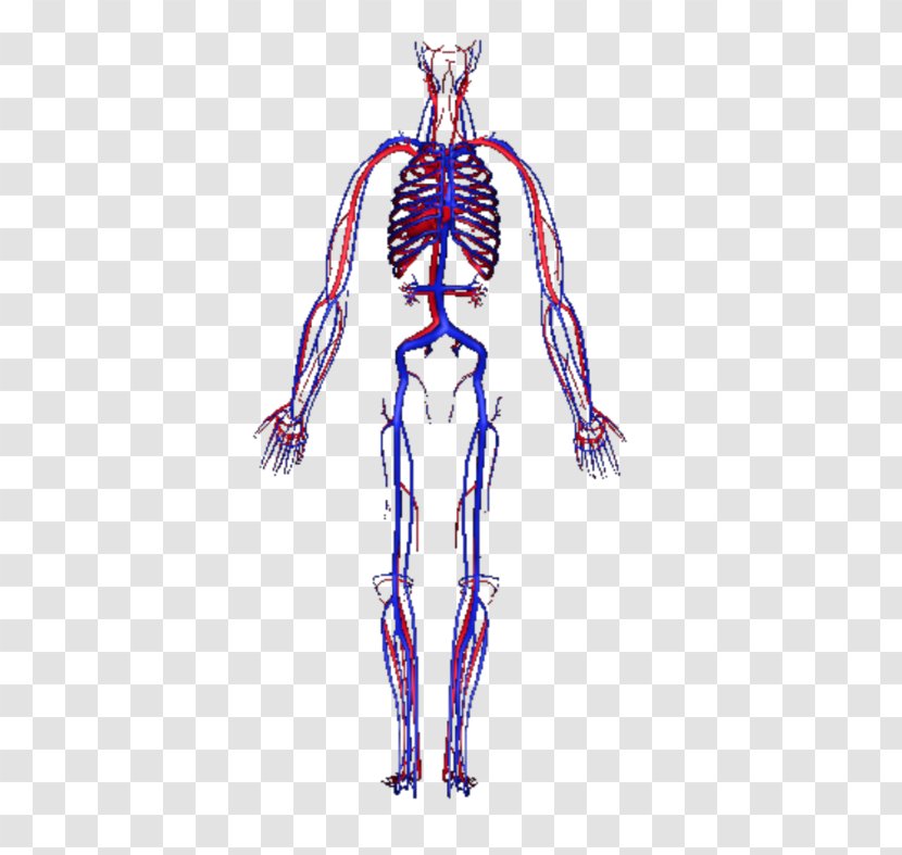 Circulatory System Human Body Blood Vessel Homo Sapiens - Flower - 3D Transparent PNG