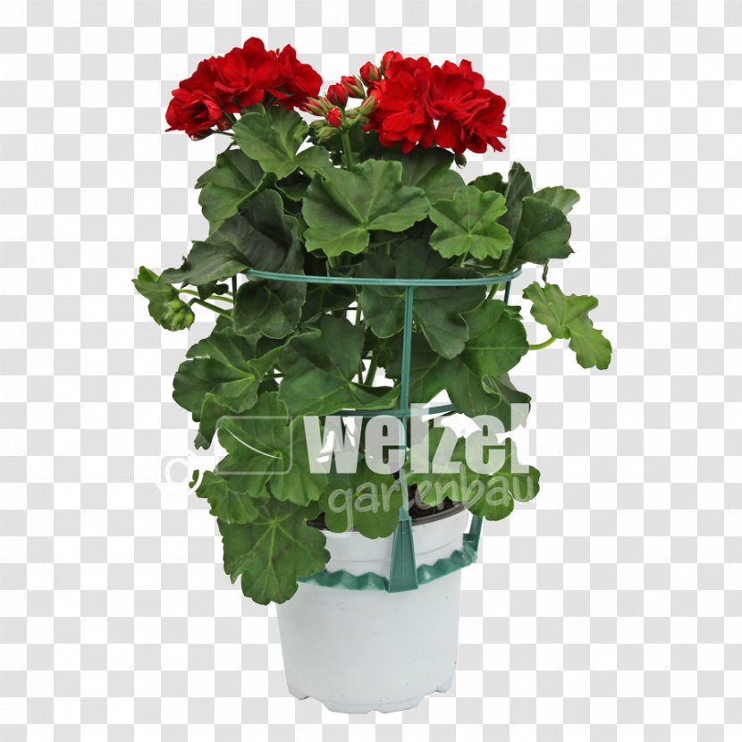 Crane's-bill Ivy Geranium Flowerpot Bedding Houseplant - Geraniales - Pelargonium Transparent PNG