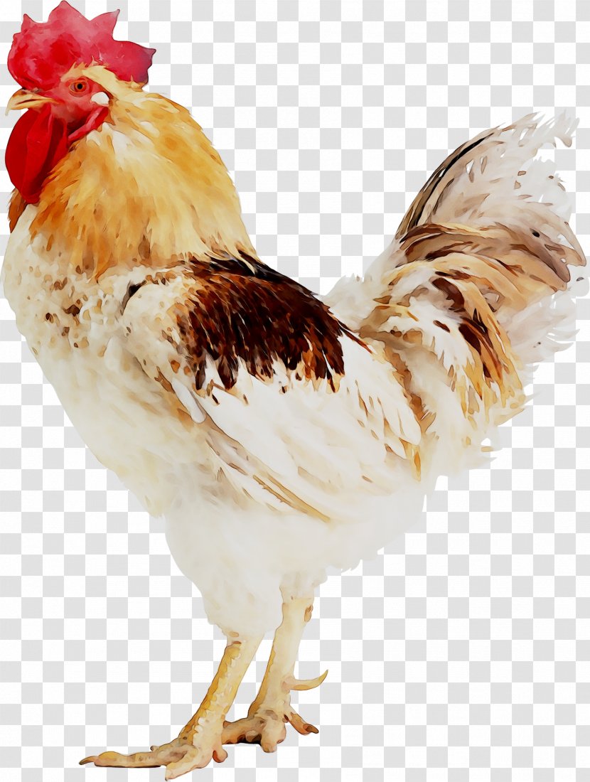 Chicken Broiler Rooster Poultry Egg - Farming - Disease Transparent PNG
