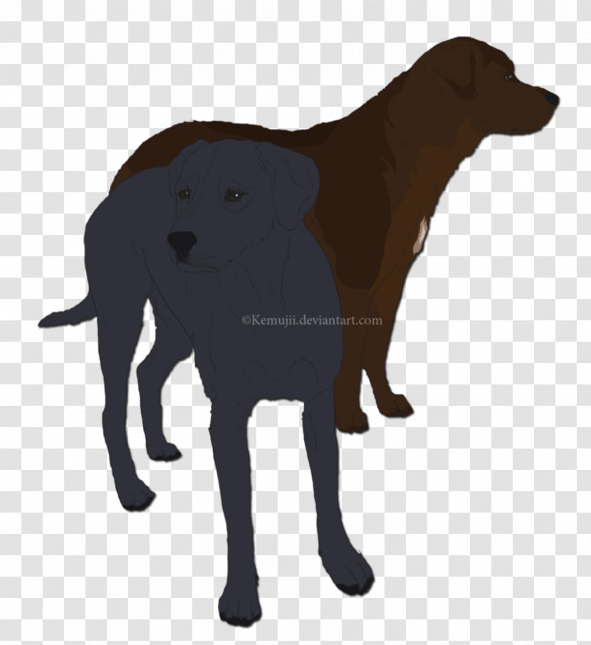 Labrador Retriever Flat-Coated Dog Breed Snout - Flat Coated Transparent PNG