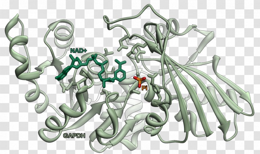 Glyceraldehyde 3-phosphate Dehydrogenase Active Site Glycolysis Enzyme - Biochemistry - Chromosome Transparent PNG