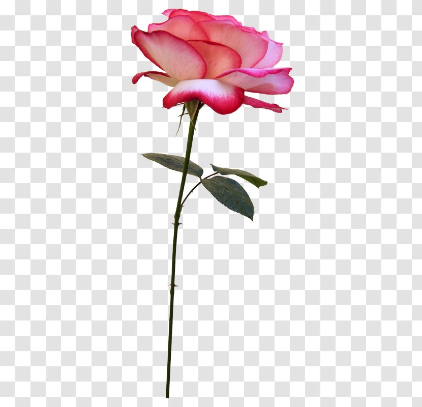 Flower Bouquet Photography - Pink Transparent PNG