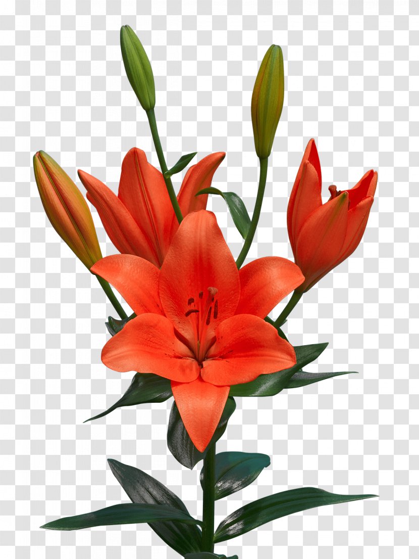 Orange Lily Sunderland A.F.C. Bulb Cut Flowers Tulip - Flowering Plant Transparent PNG