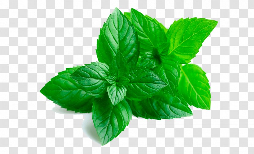 Peppermint Extract Oil Mentha Spicata - Mint Transparent PNG