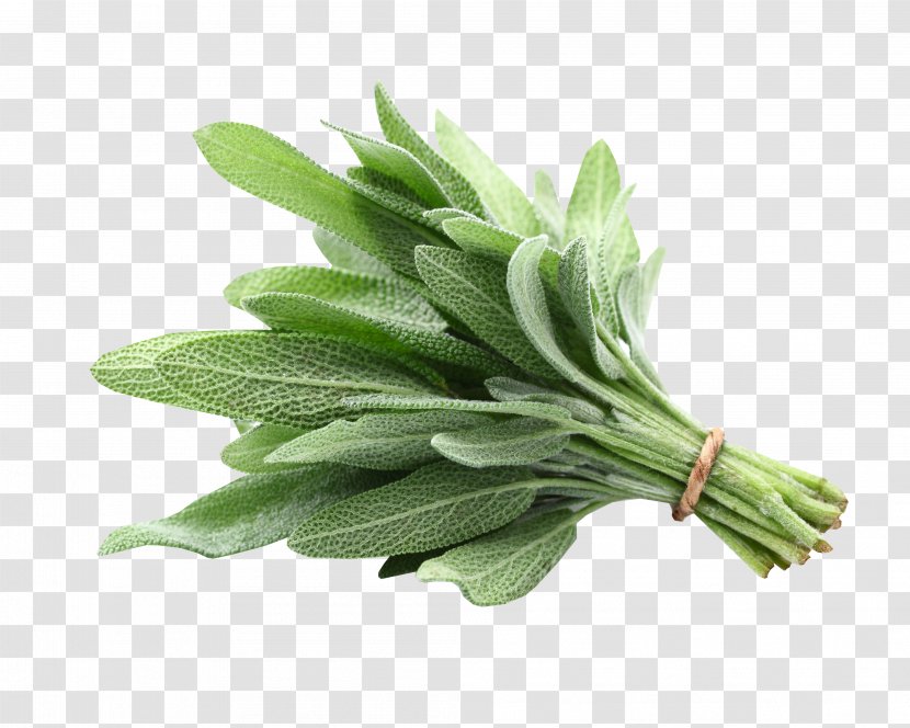 Common Sage Of The Diviners White Herbaceous Plant Fines Herbes - Condiment - Herb Transparent PNG
