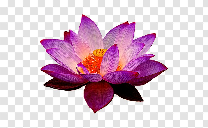 Nelumbo Nucifera Egyptian Lotus Flower Yoga Fit - Flora - Water Lilies Combination Transparent PNG