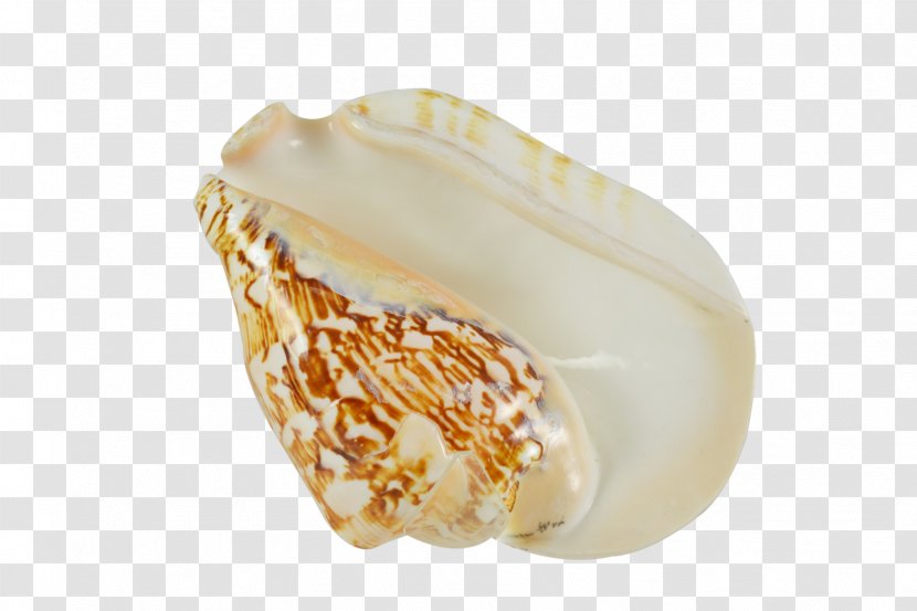 Clam Mussel Pecten Oyster Seashell - Clams Oysters Mussels And Scallops - Conch Transparent PNG