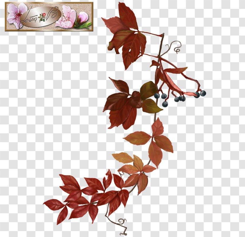 Petal Leaf Twig - Plant Transparent PNG