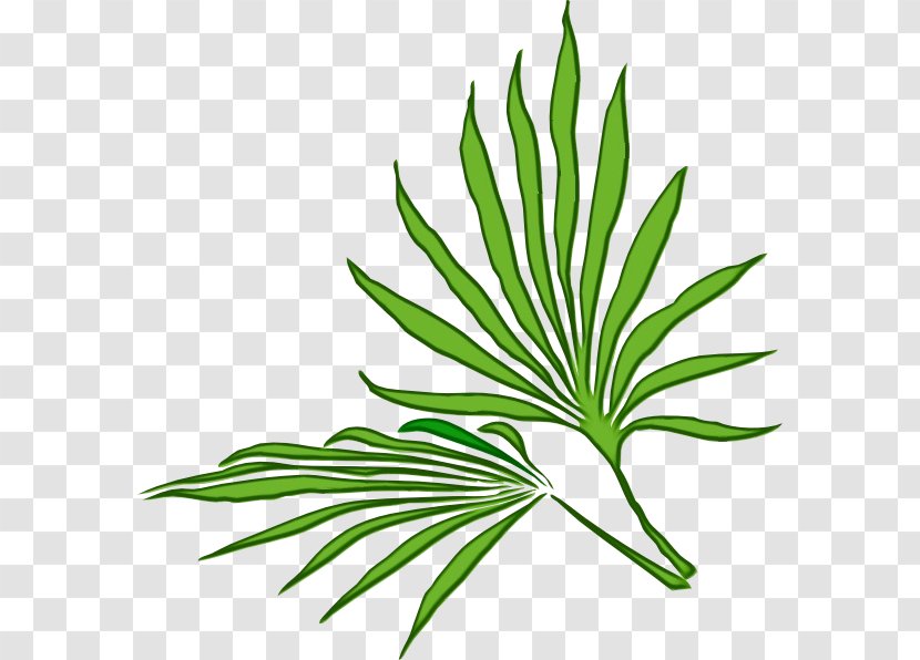 Leaf Plant Flower Grass Tree - Herb Flowering Transparent PNG