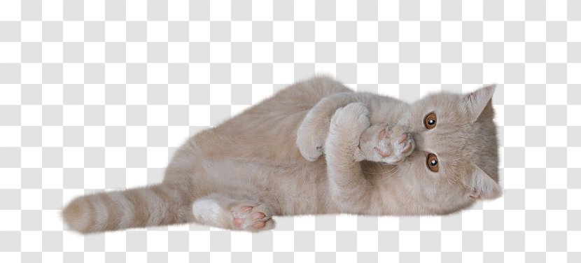 Whiskers Online Chat British Shorthair Guestbook Kitten Transparent PNG