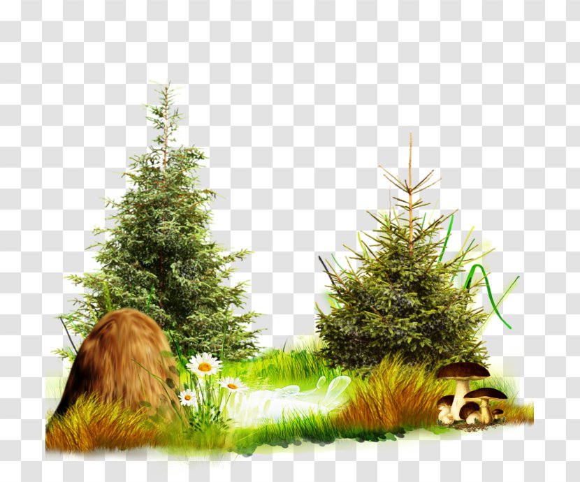 Christmas Tree Day New Year Spruce Fir Transparent PNG