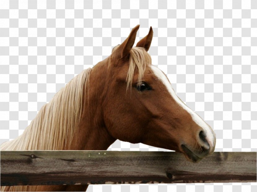 Mustang Stallion Bridle Portrait Pack Animal - Horse Supplies Transparent PNG