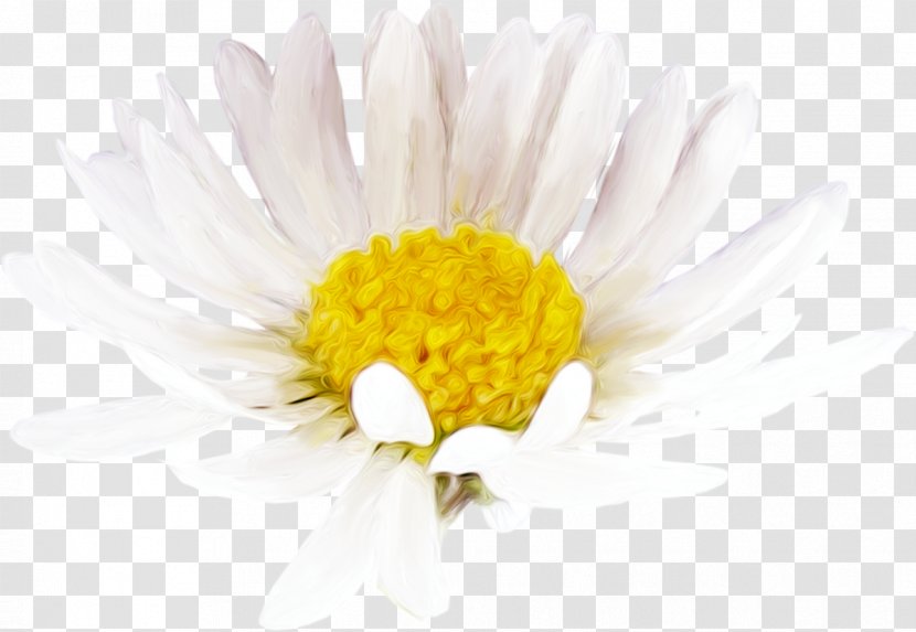 Common Daisy Oxeye Chrysanthemum Roman Chamomile Cut Flowers - Petal Transparent PNG