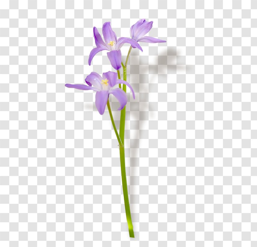 Name Day Violet Cut Flowers Holiday Plant Stem - Flower Transparent PNG