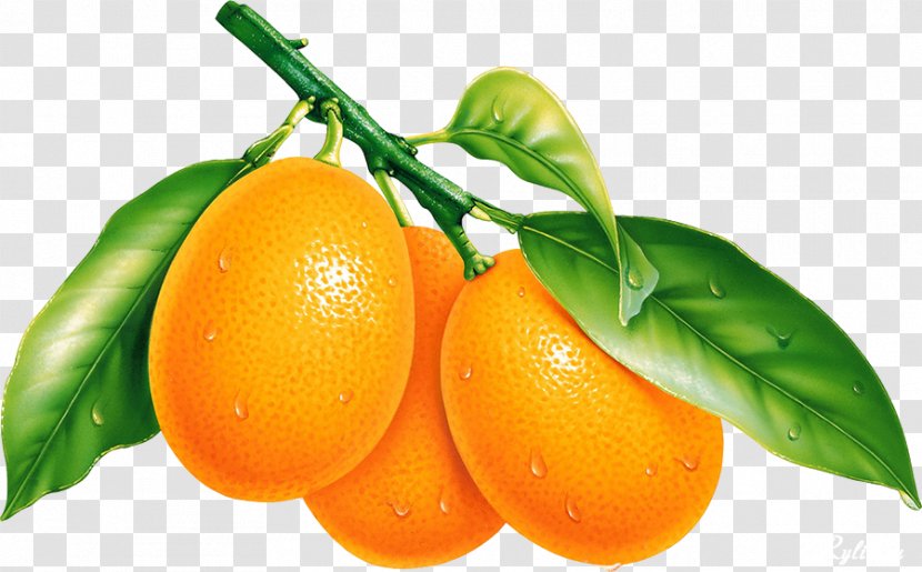 Orange Clip Art Image Illustration - Kumquat Transparent PNG