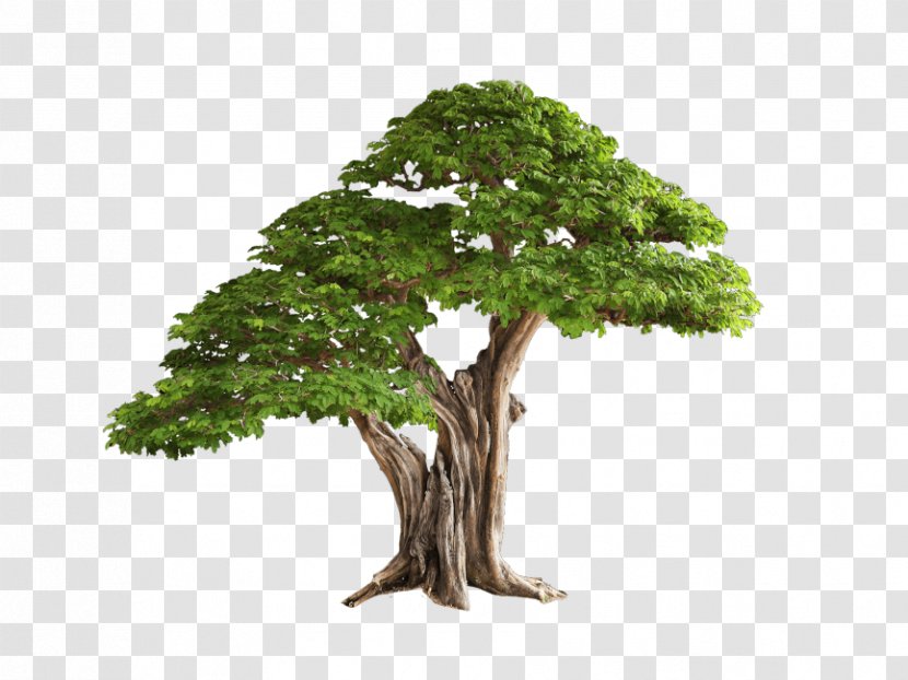 Clip Art Tree Image Washingtonia Palm - Oak Transparent PNG