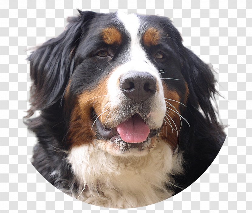 Bernese Mountain Dog German Shepherd Greater Swiss Old English Sheepdog Puppy - Companion - Image Transparent PNG