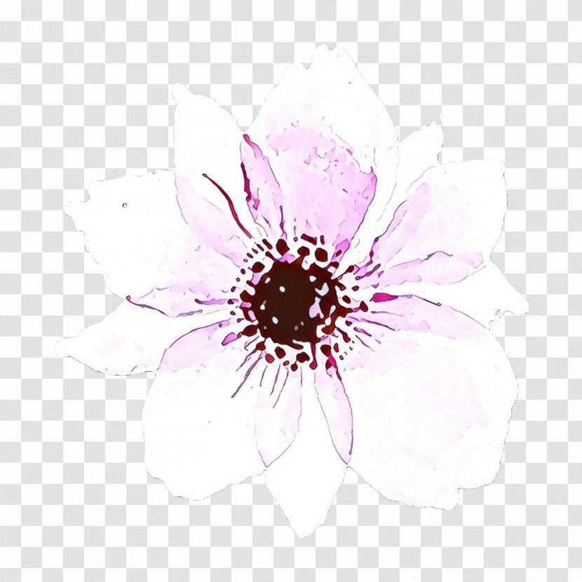 Pink Flower Cartoon - Petal - Anemone African Daisy Transparent PNG