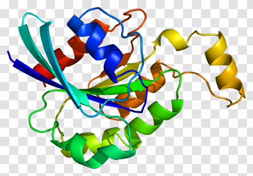 Rho Family Of GTPases Protein Structure RHOA - Rhoa - Gene Transparent PNG