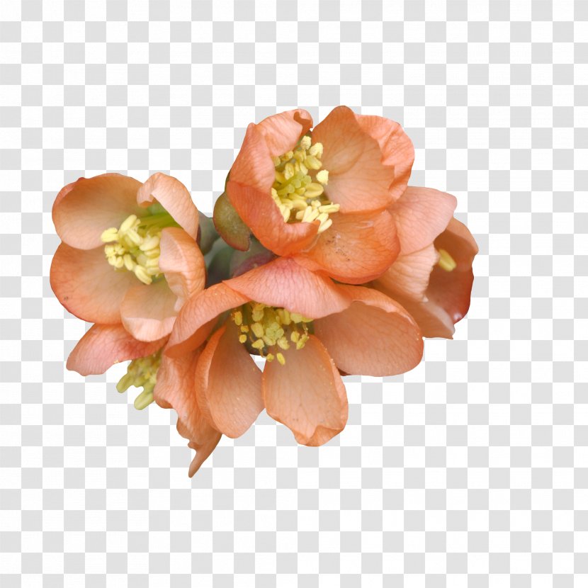 Flower Bouquet Peach Rose Wallpaper - Autumn Transparent PNG